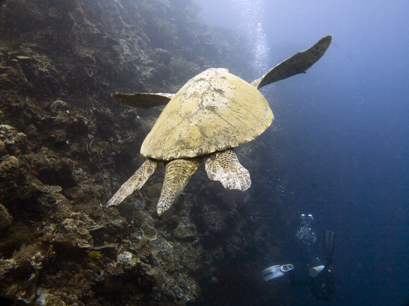 Turtle, Hanging Garden